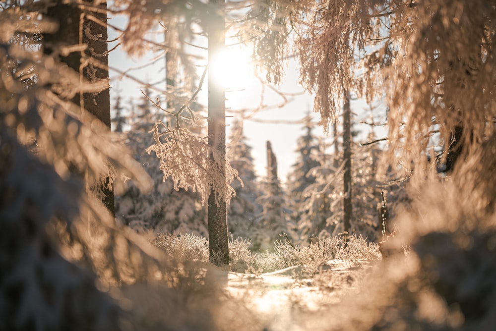 Ein Wald mit Bäumen und Schnee