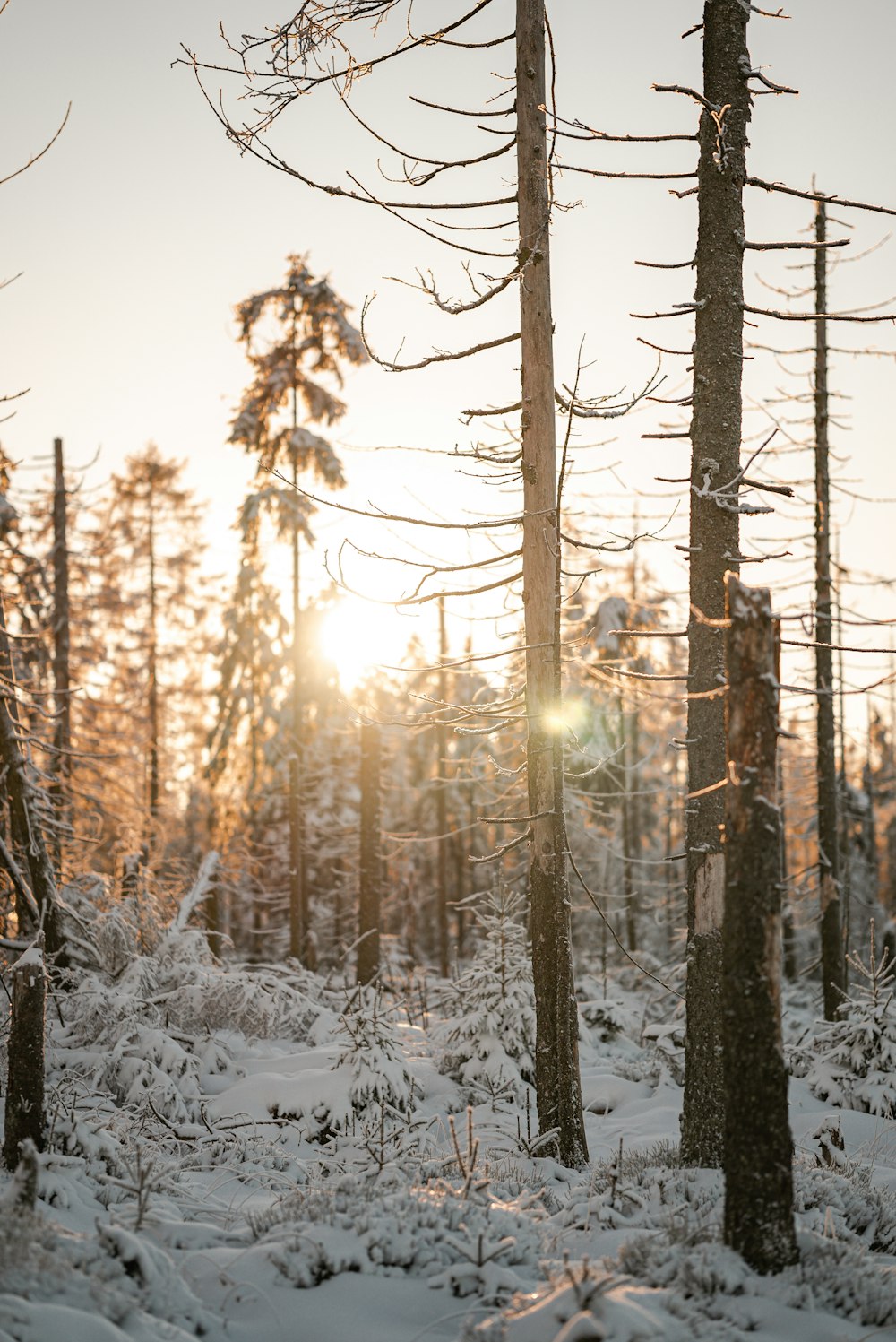 a snowy forest with trees