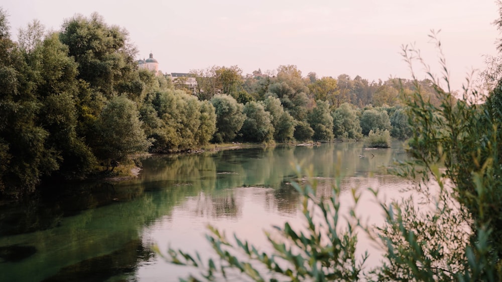 a body of water with trees around it