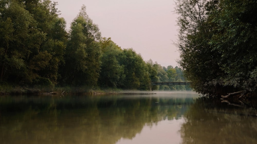 a body of water with trees around it