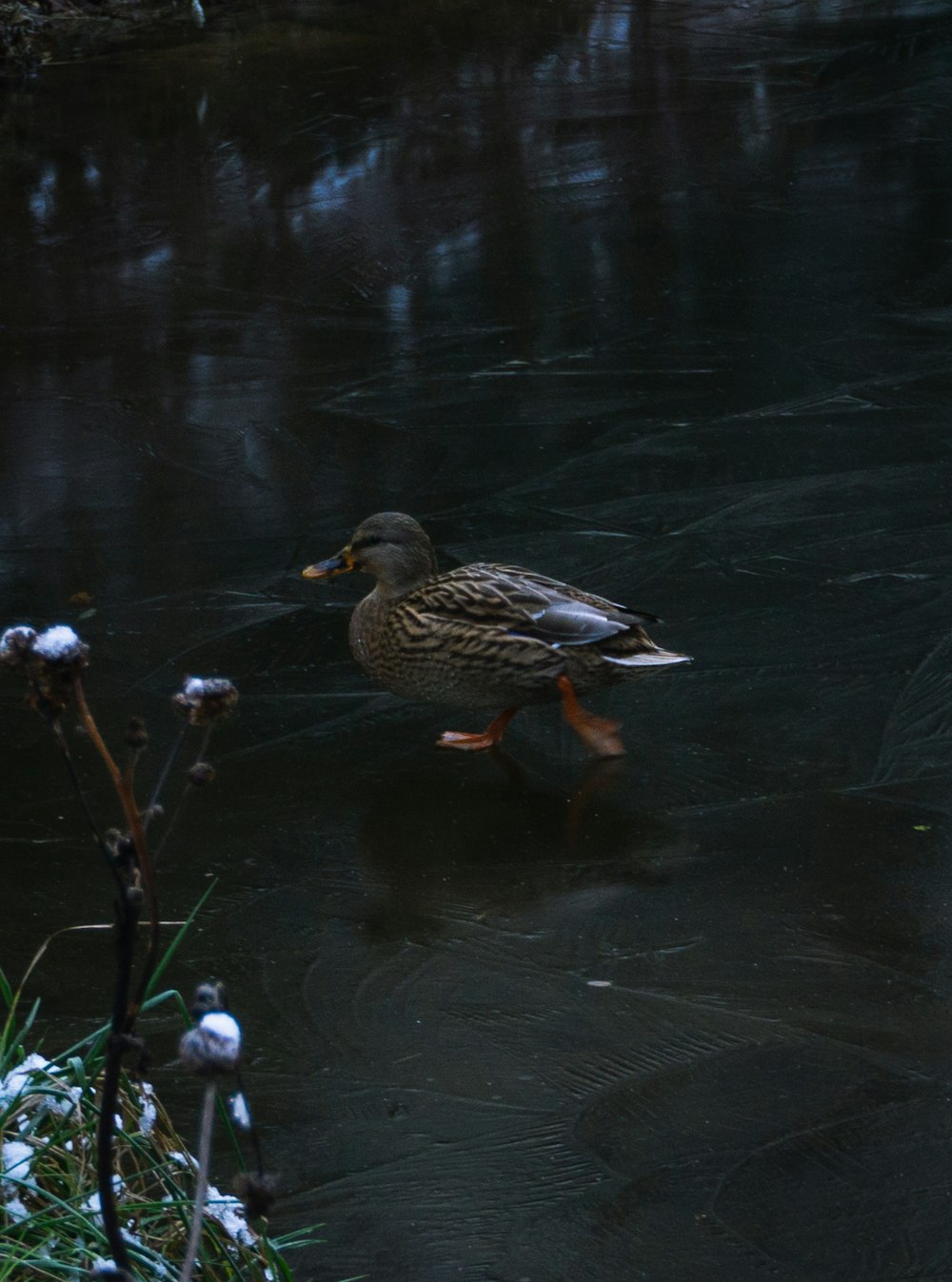 a duck walking in water