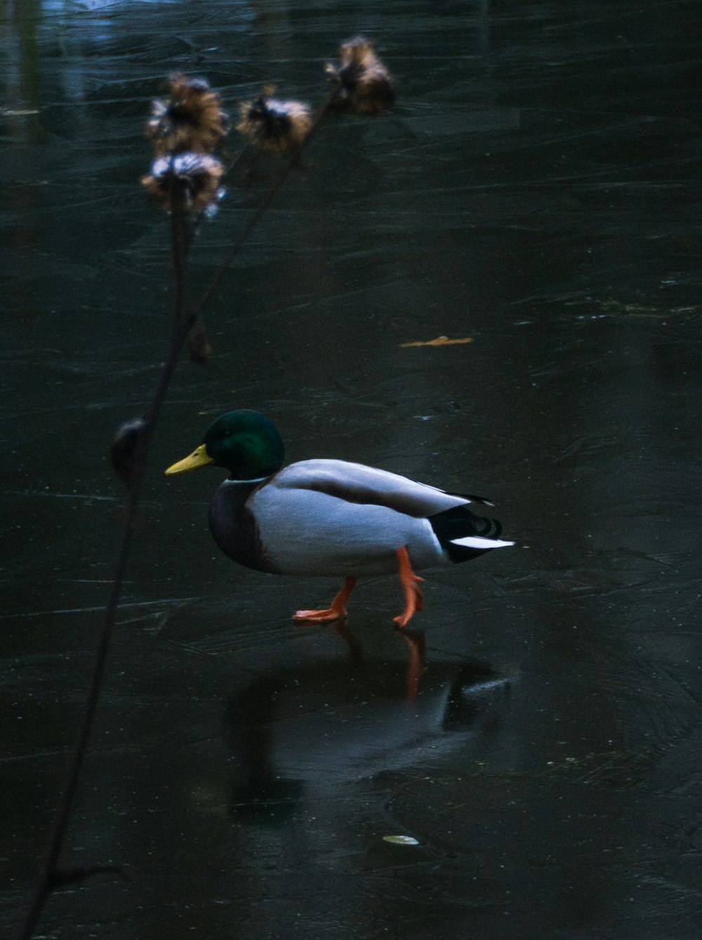 a duck walking in water