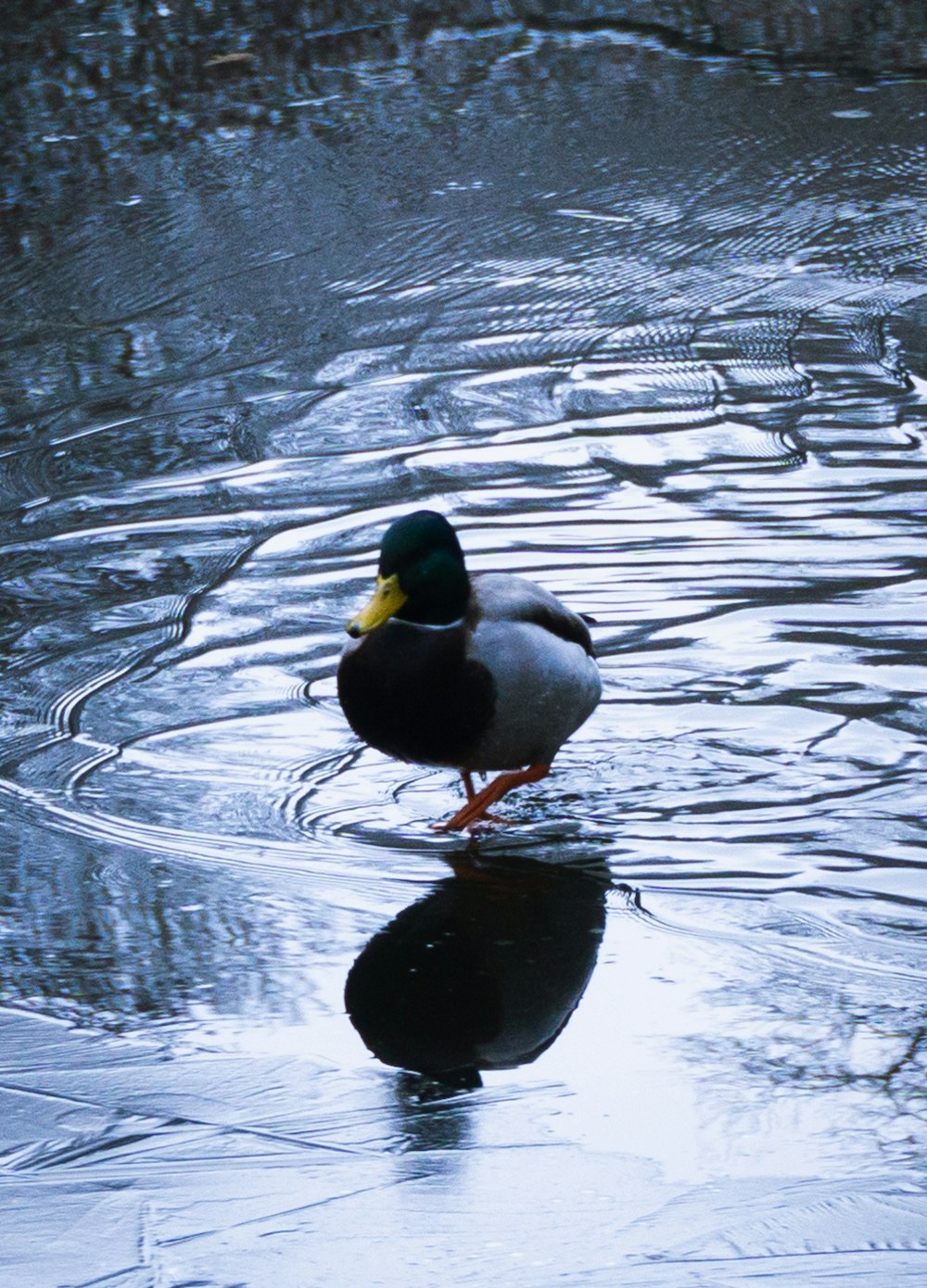 a duck walking in water