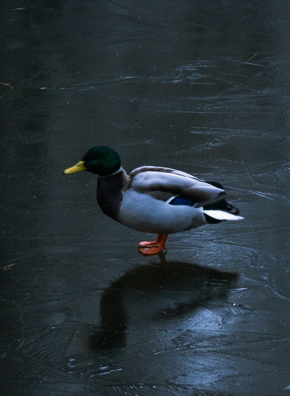 a duck walking on water