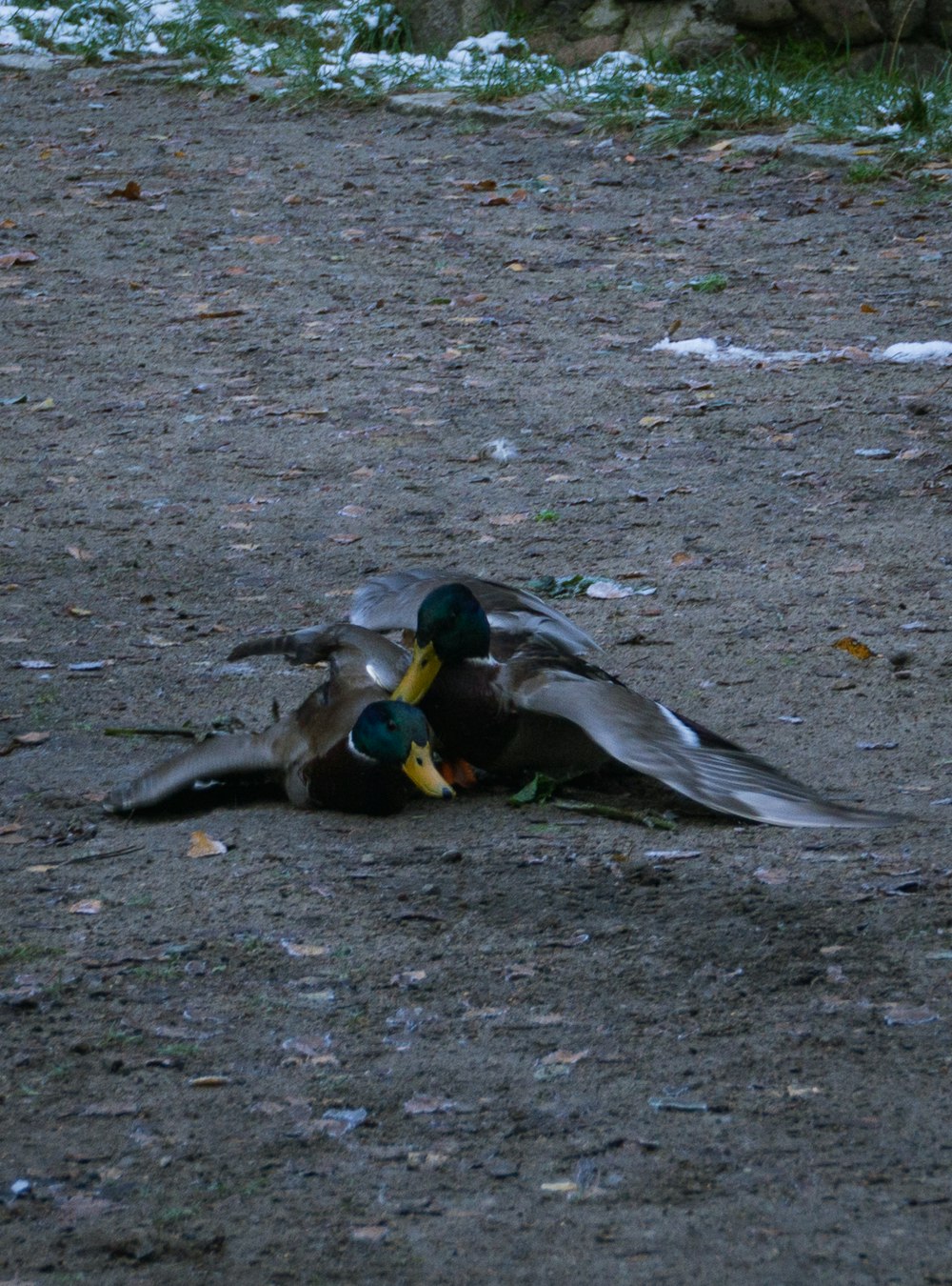 a couple of birds on the ground