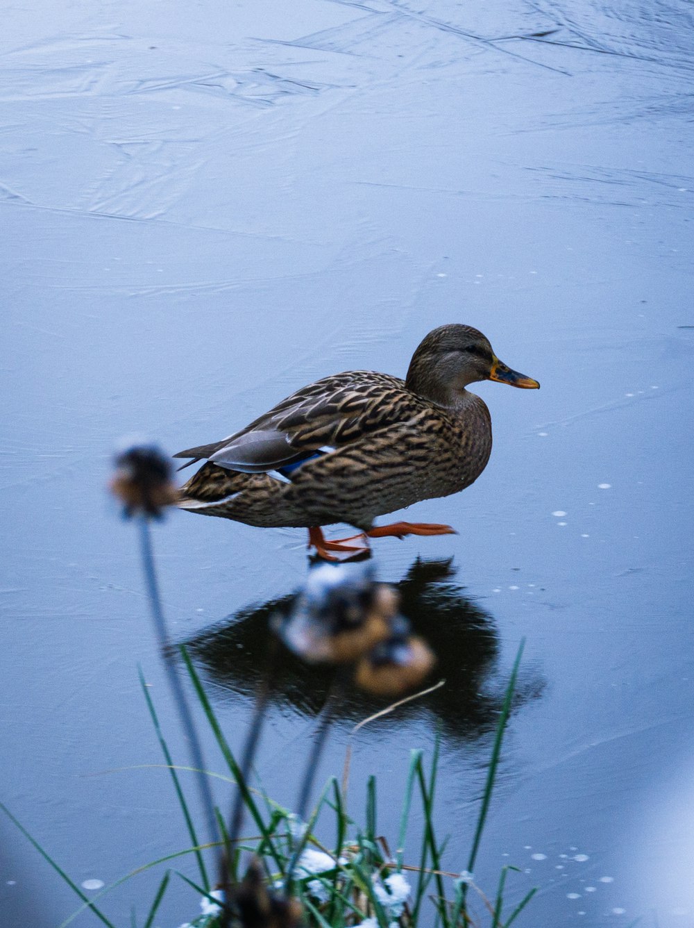 a couple ducks in water