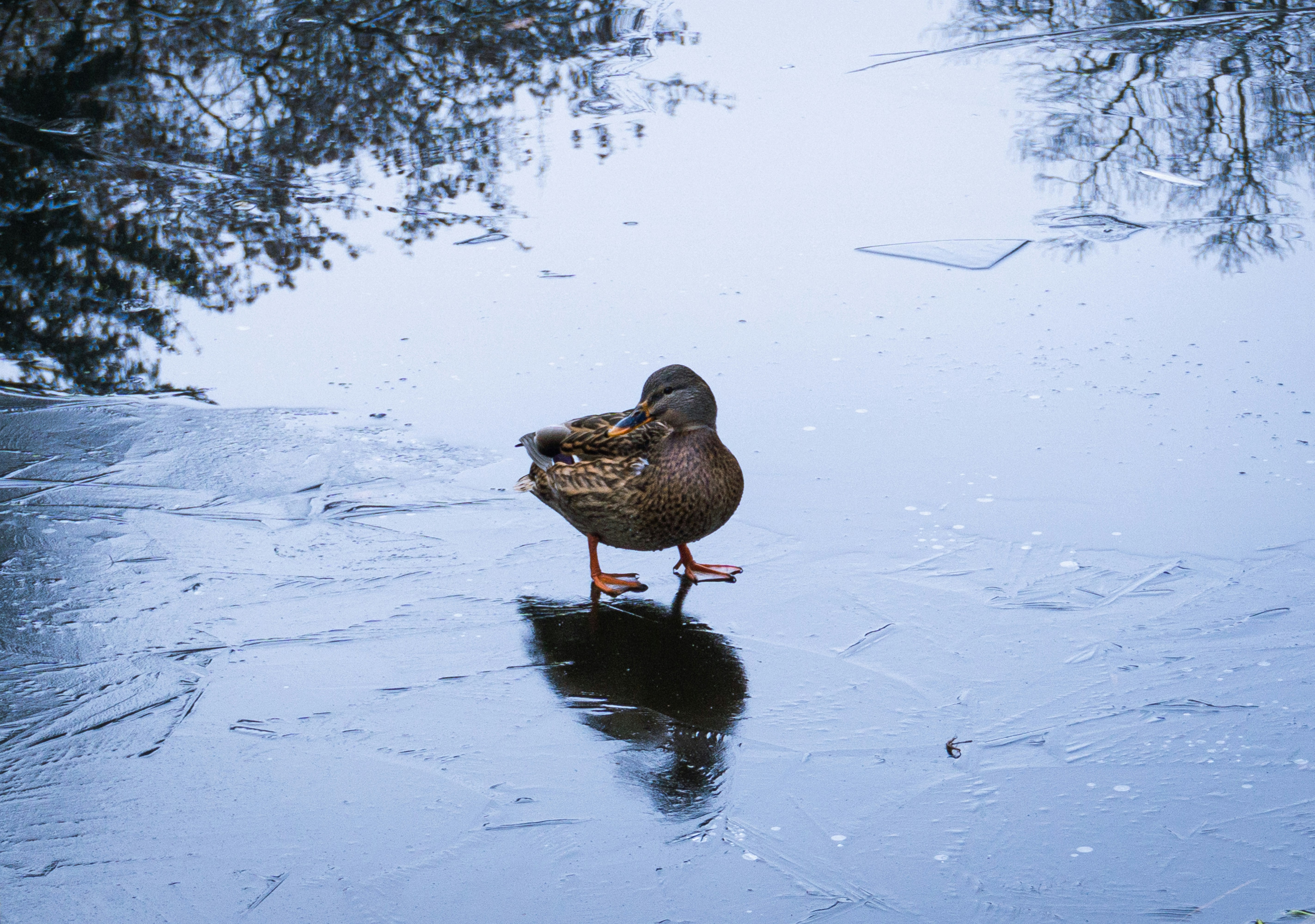 maillot mighty ducks pas cher