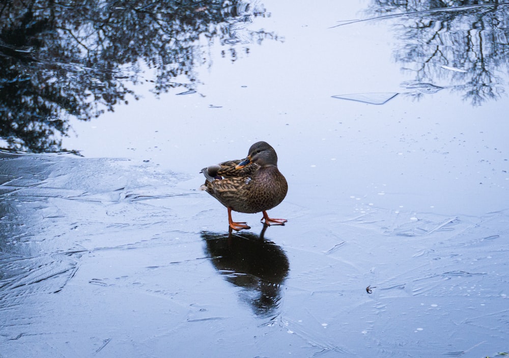 a duck walking in the snow