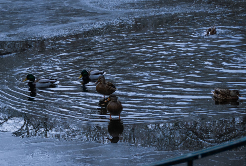 ducks swimming in water