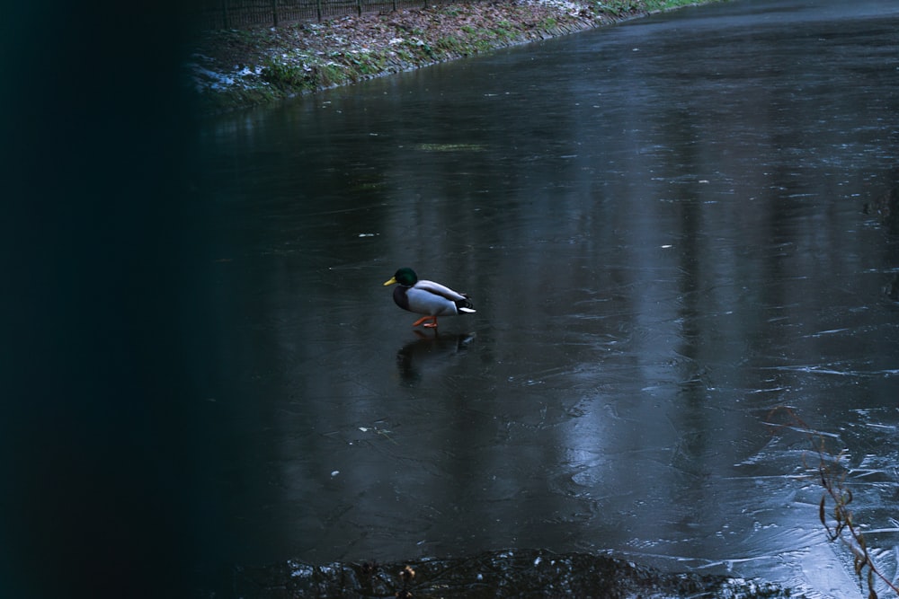 Un pato nadando en un estanque