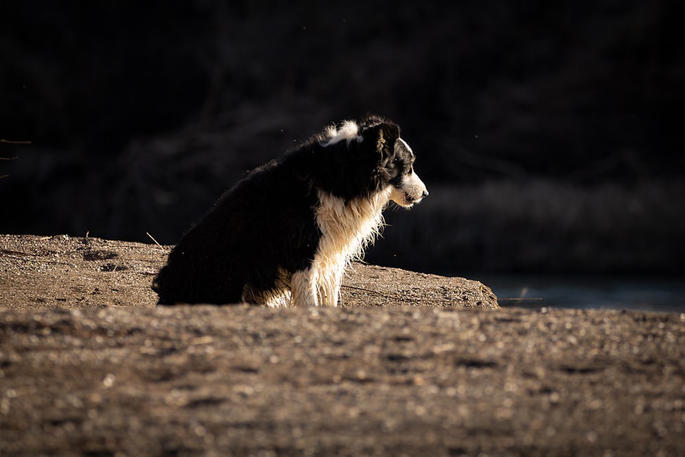 Un chien debout sur un rocher