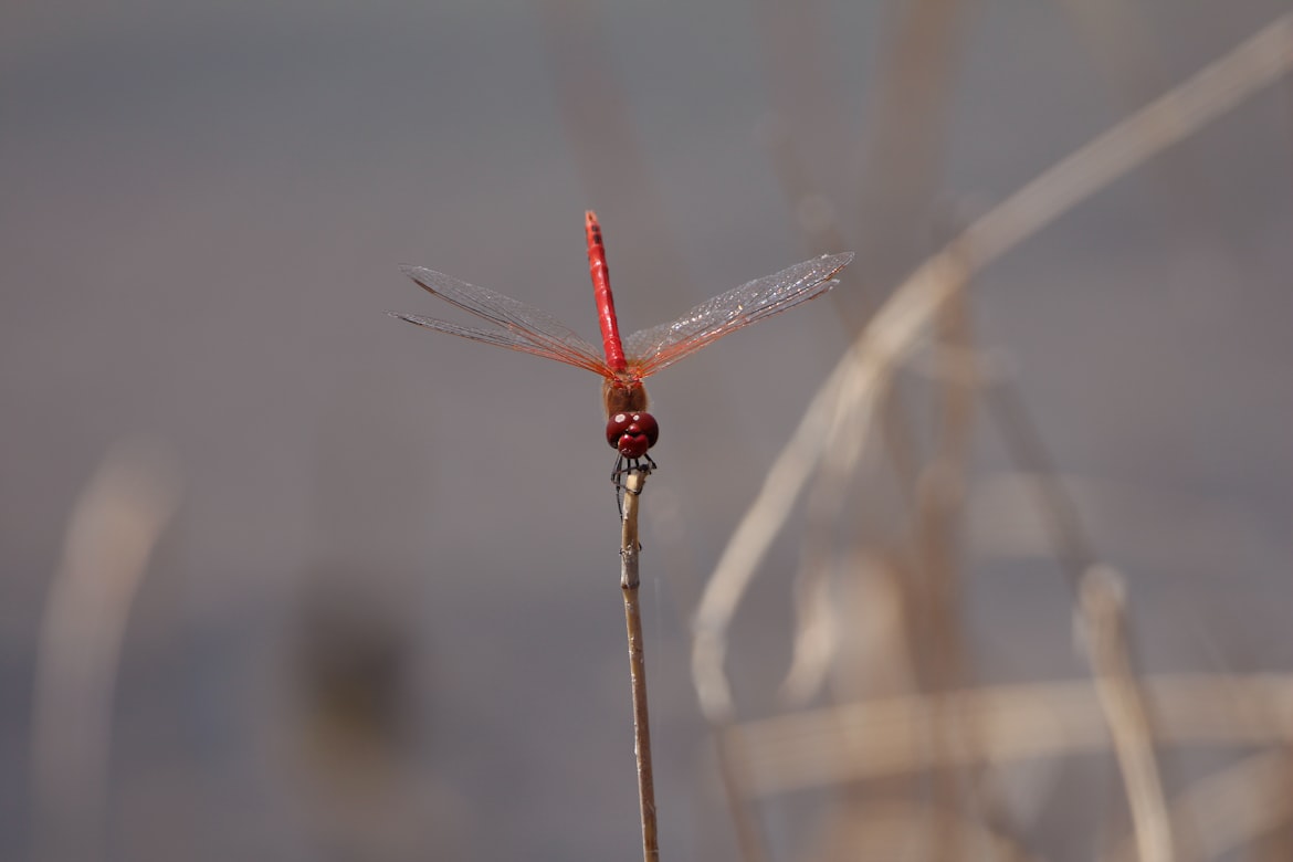 Botswana