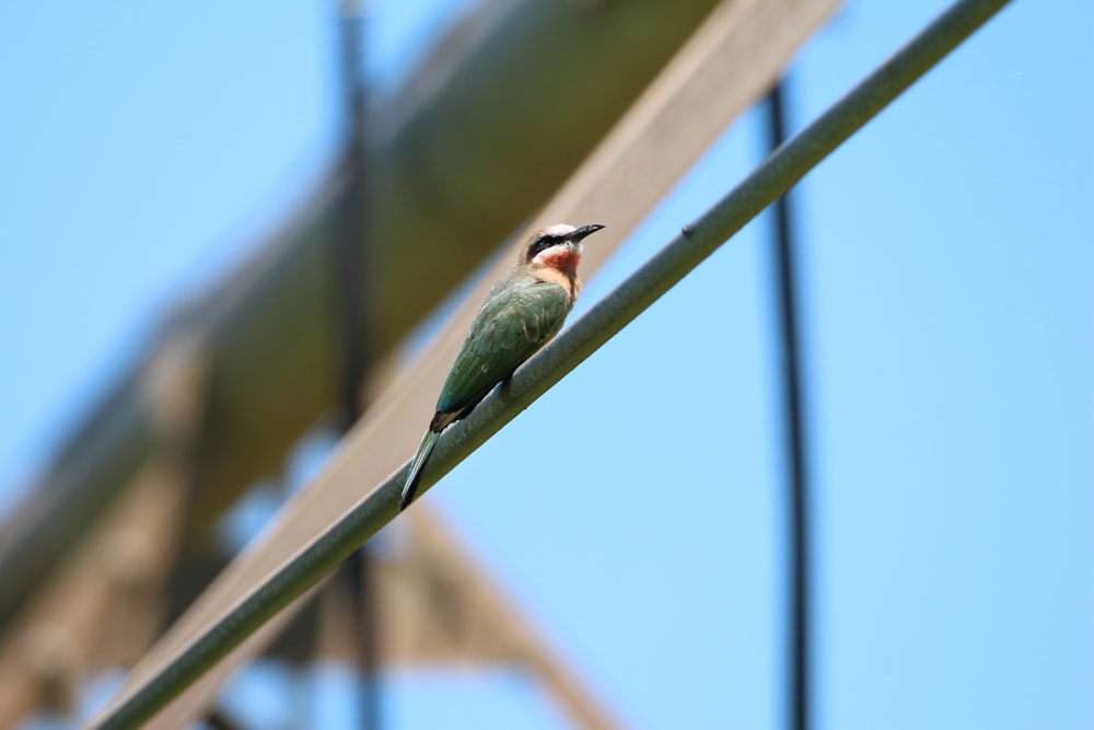 Un par de pájaros en una rama