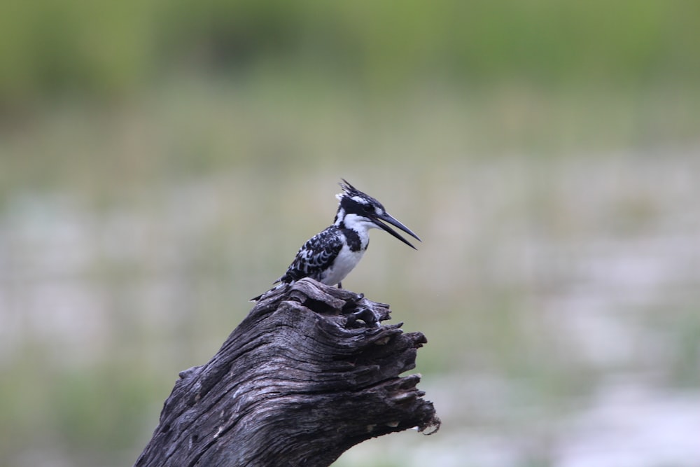 a bird sitting on a tree branch