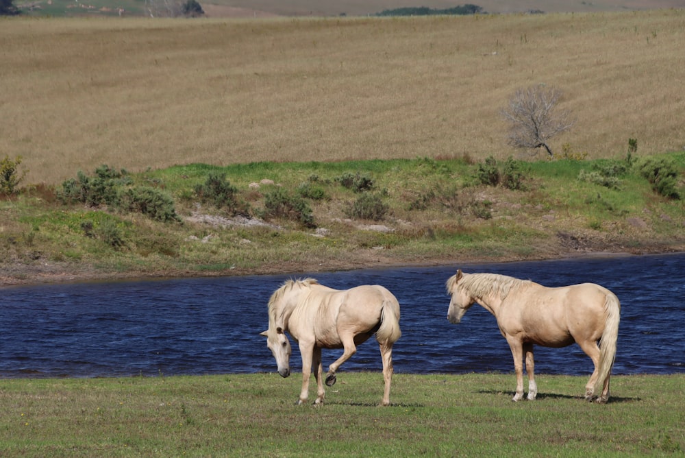 horses standing in grass by water