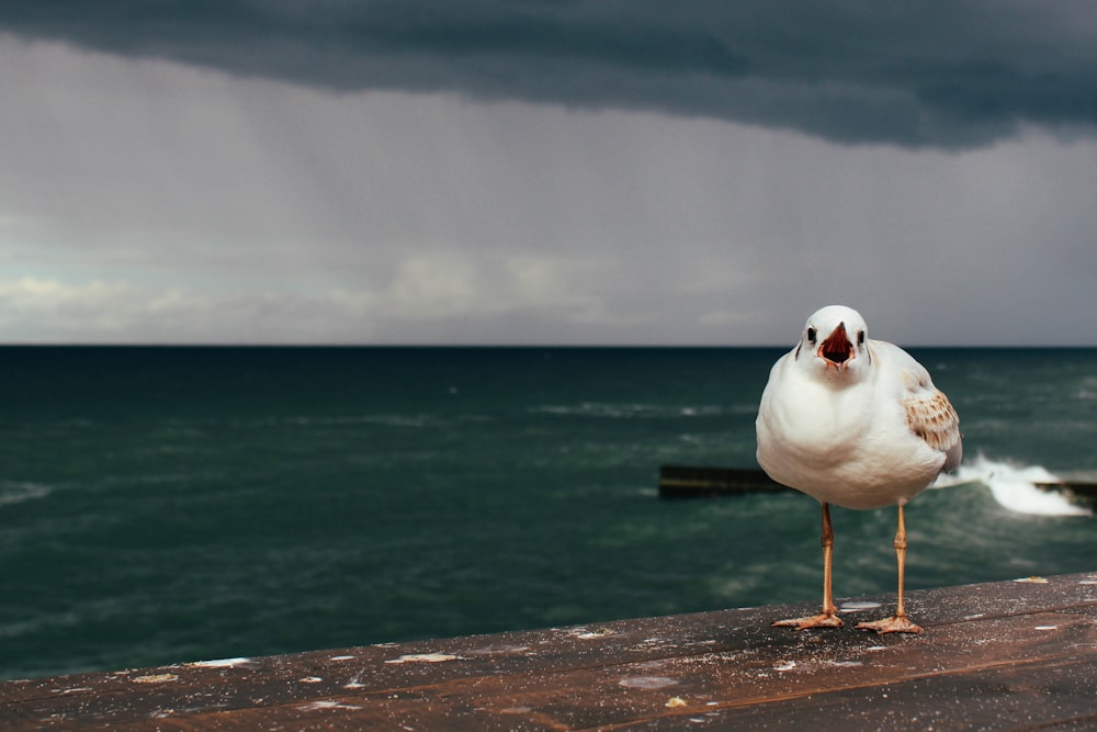 a seagull standing on a rock by the water