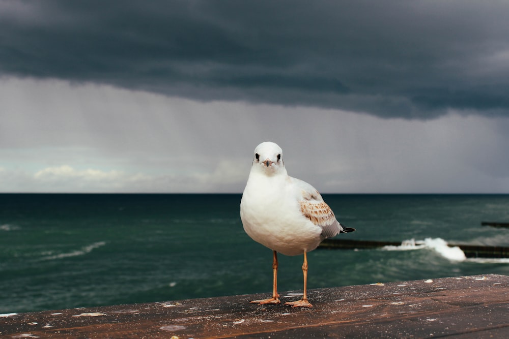 a seagull standing on a beach