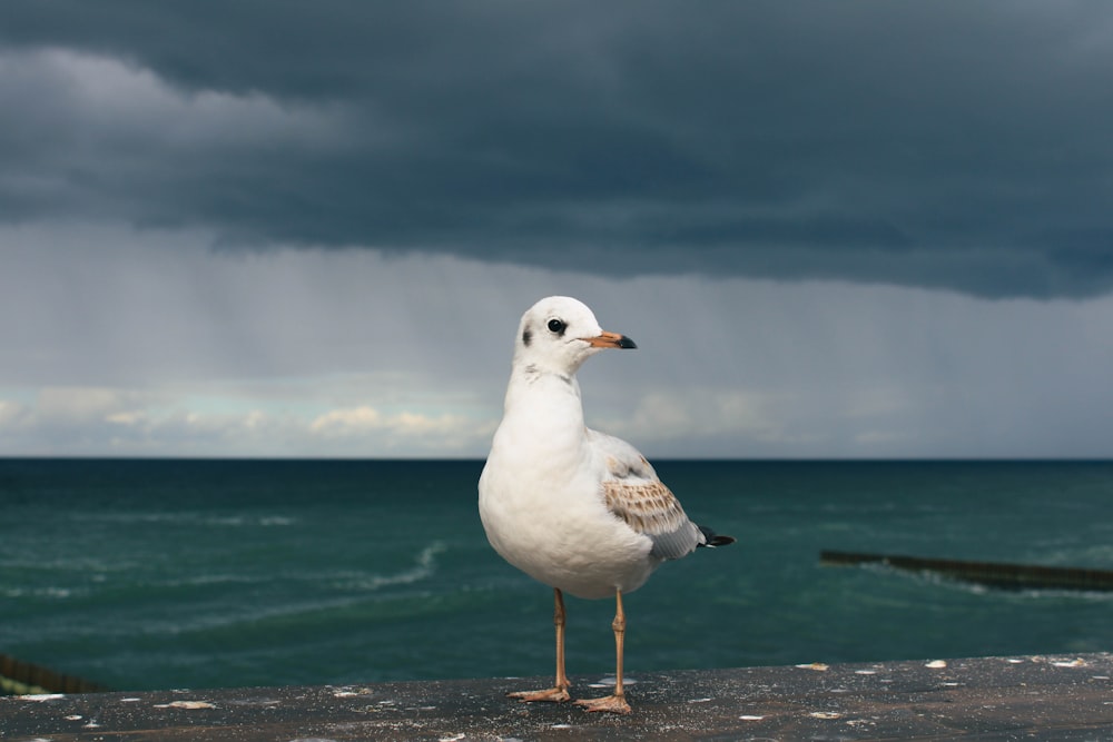 a seagull standing on a beach