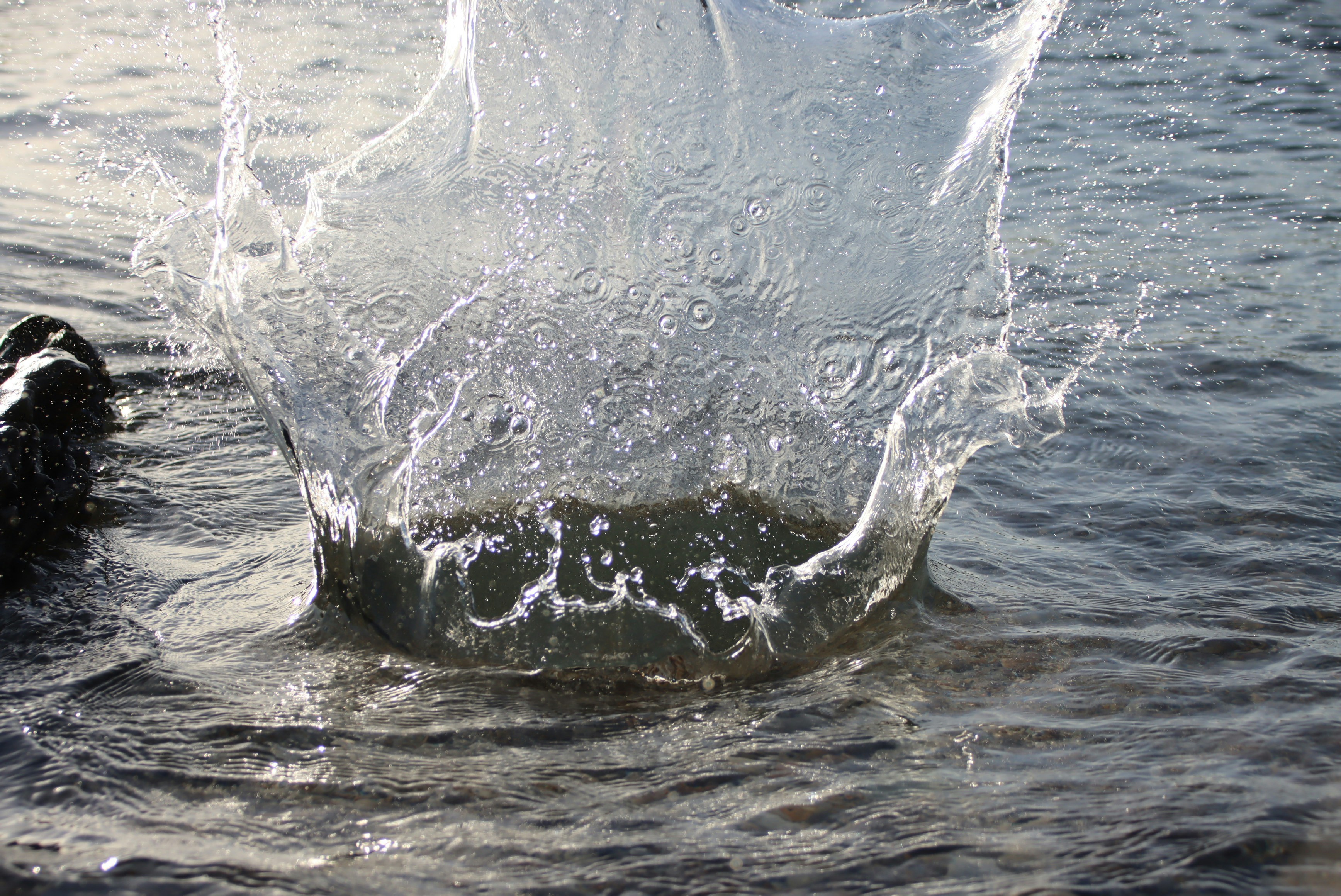 a whale jumping out of the water