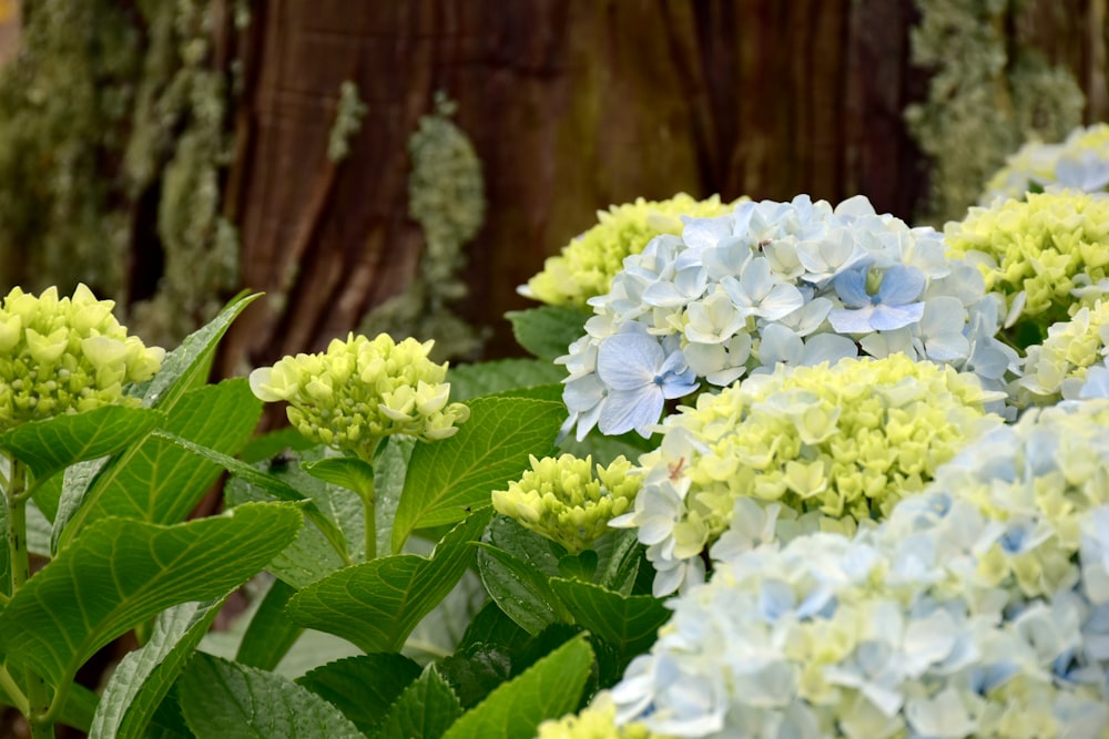 Eine Gruppe von Blumen