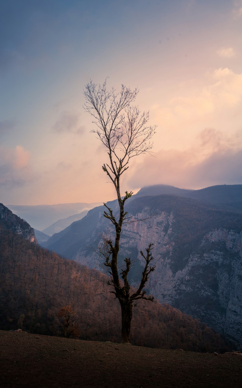 a tree on a hill