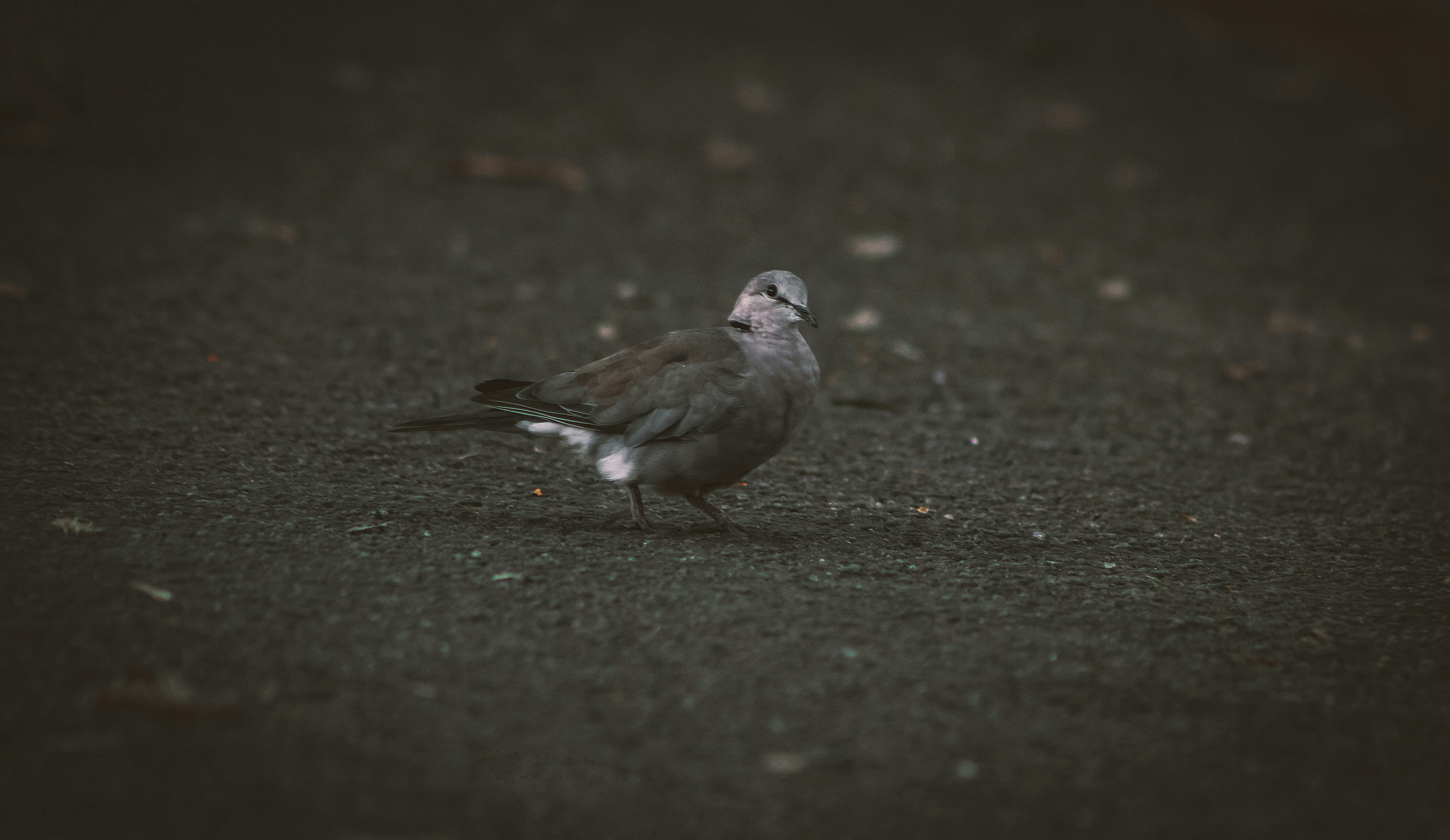 Photo by nestergrapher