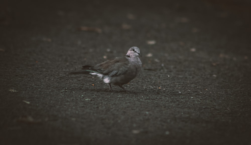 a bird walking on the ground
