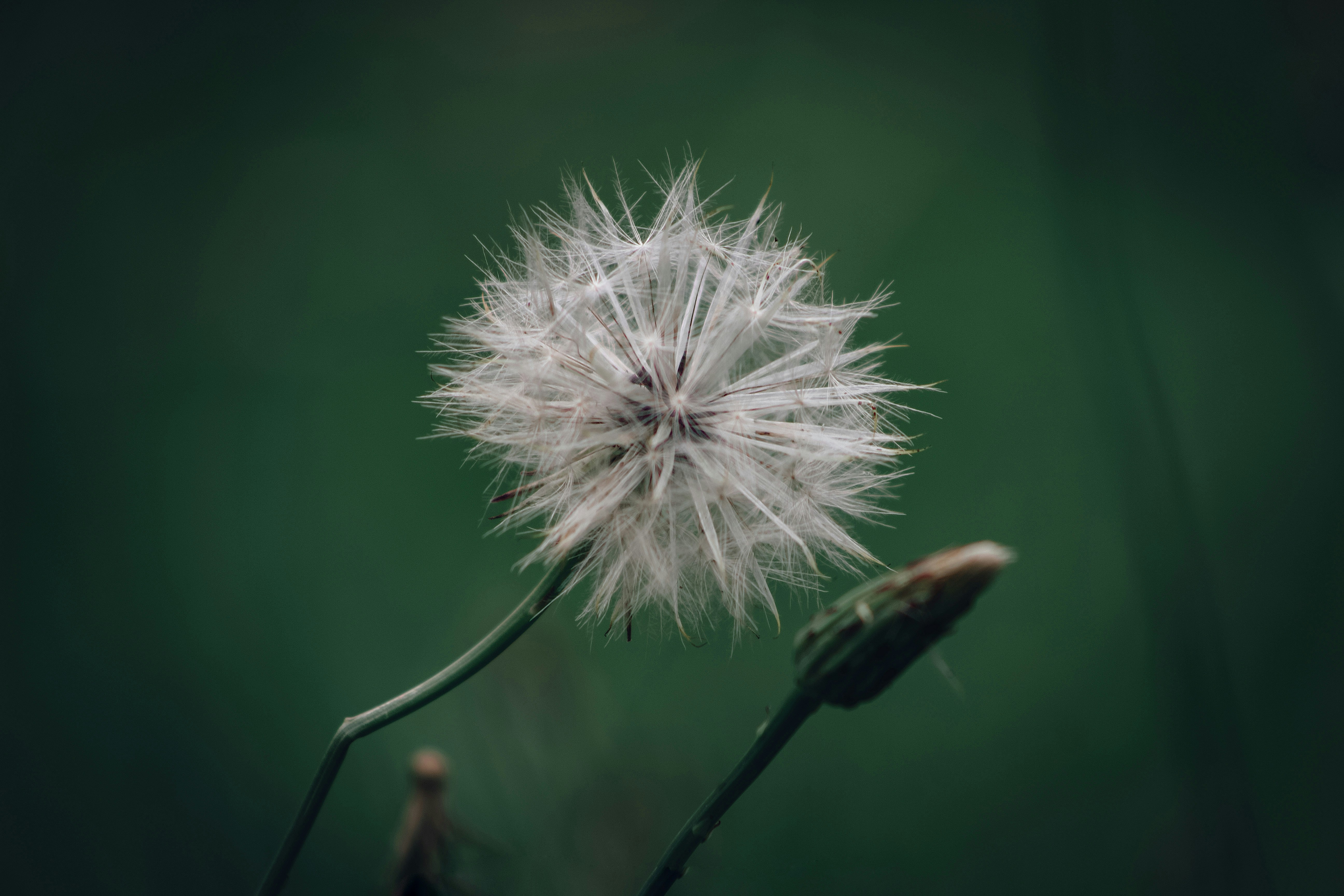 Photo by nestergrapher