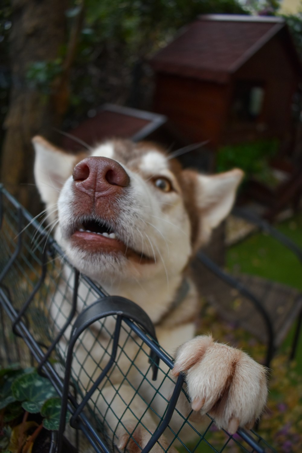 a dog in a cage