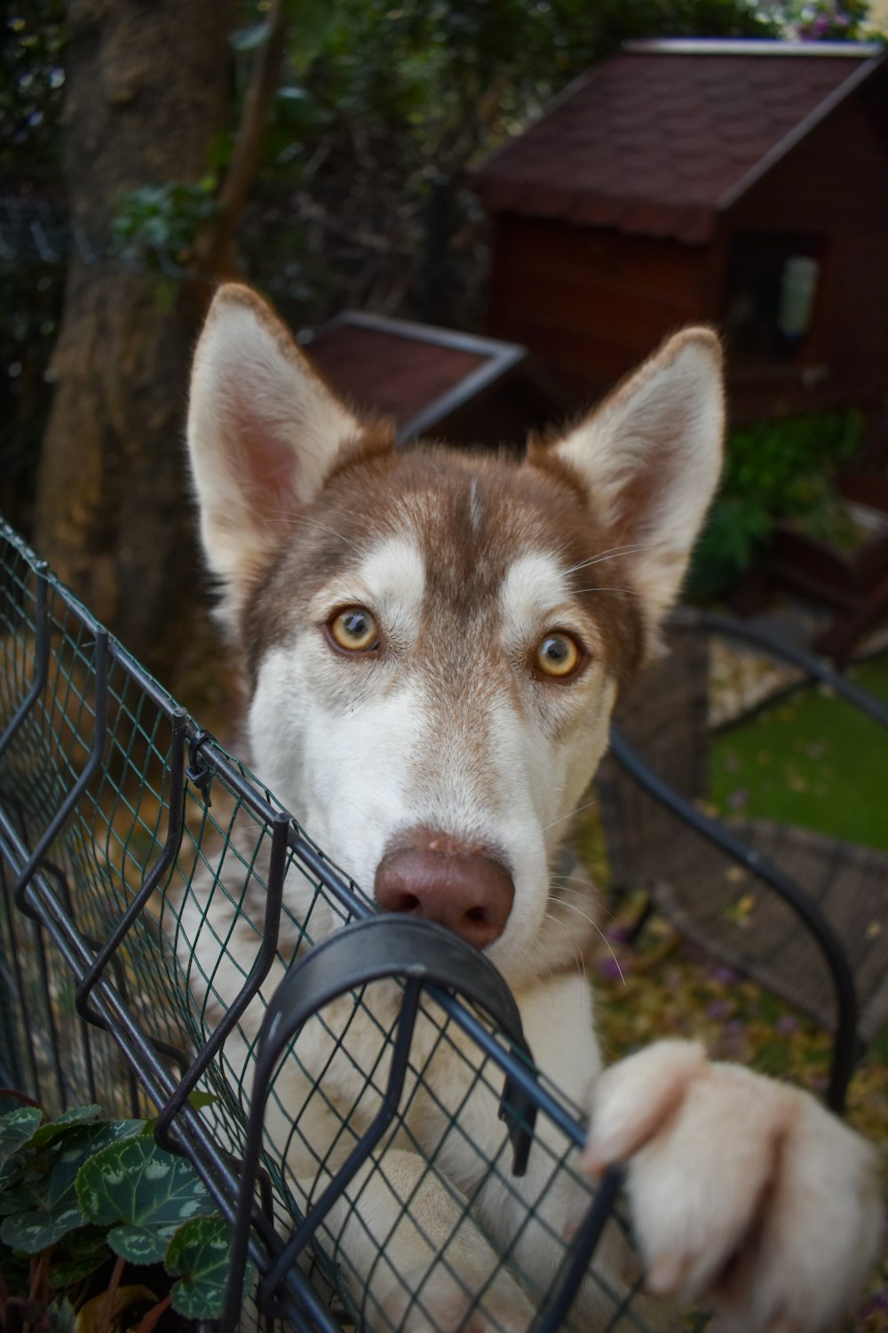 a dog looking through a fence