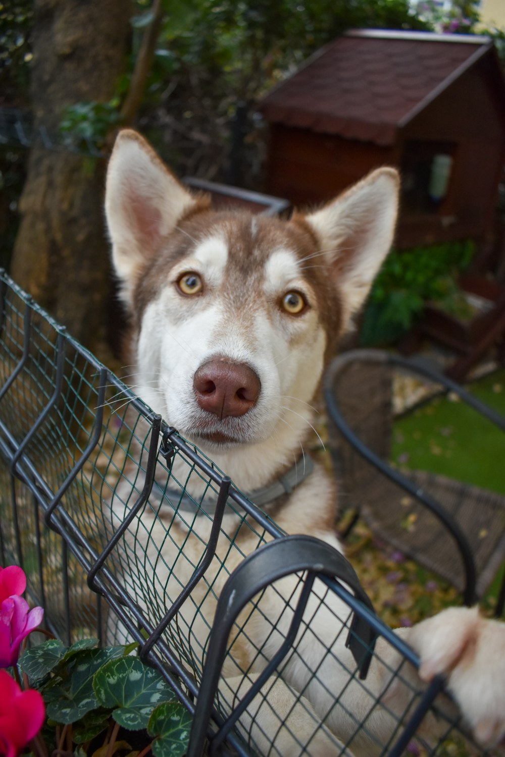 a dog in a basket