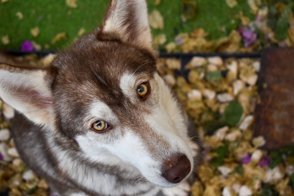 a dog looking at the camera