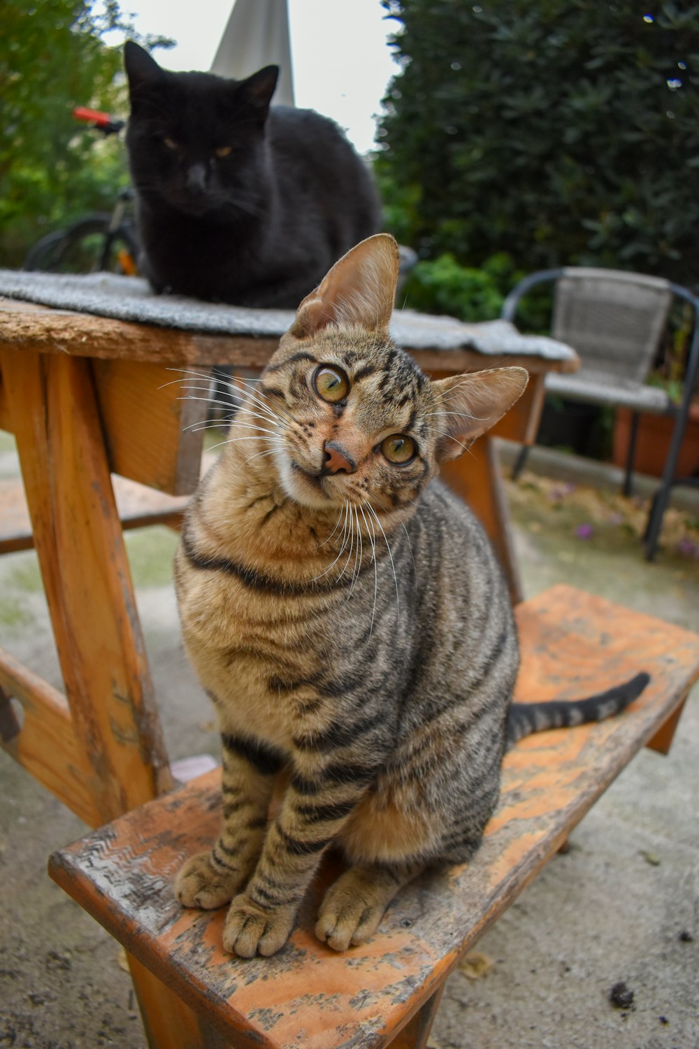 a couple of cats sitting on a table