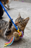 a cat on a leash