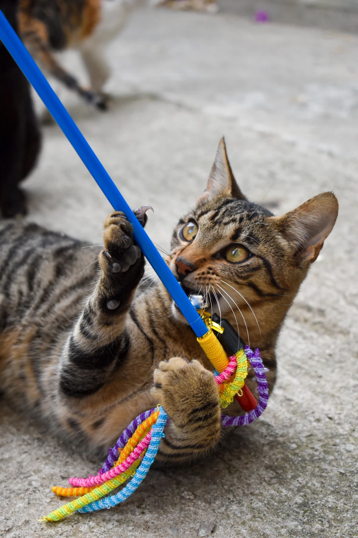 Gato jugando solo con un juguete interactivo en casa