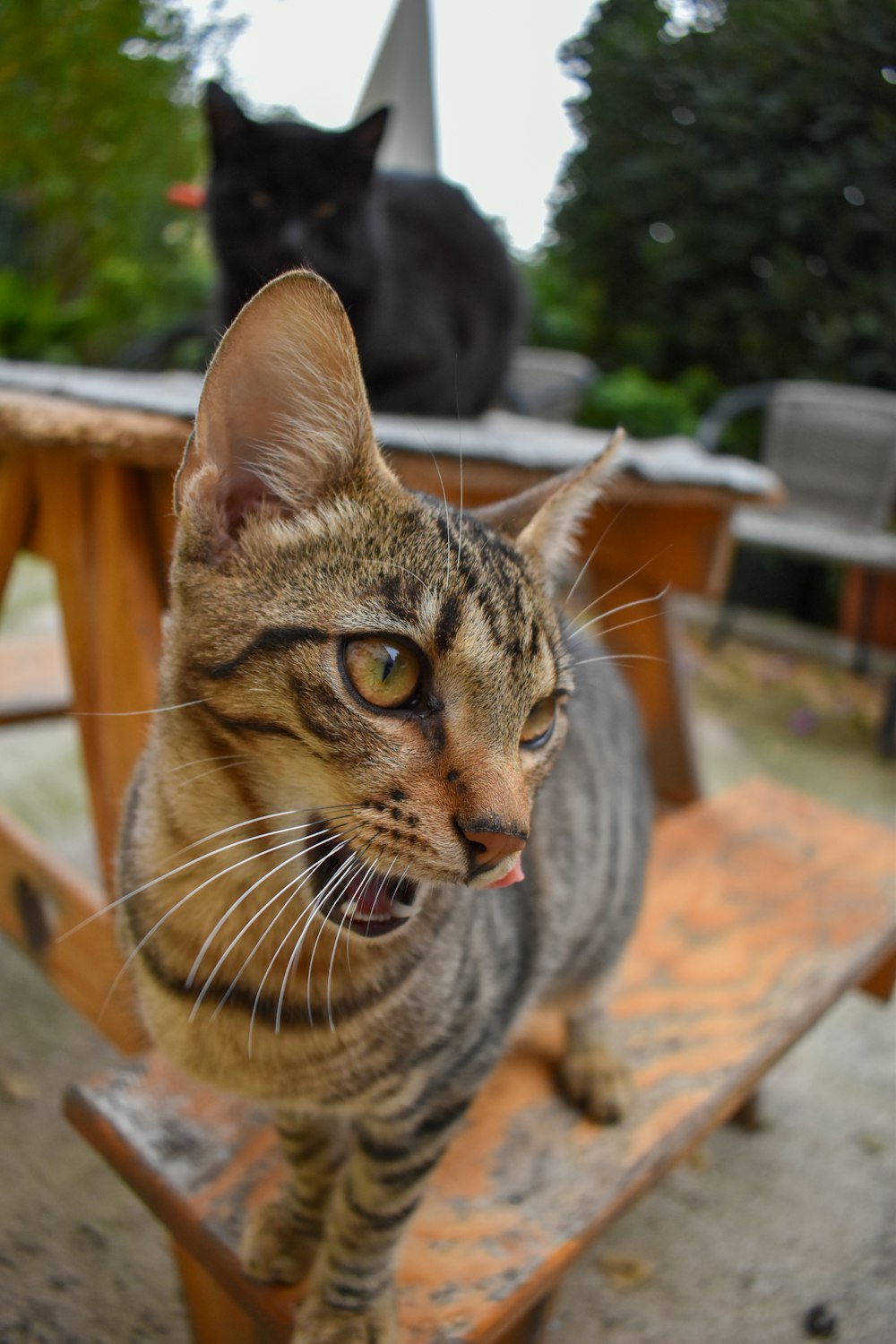 a cat sitting on a chair