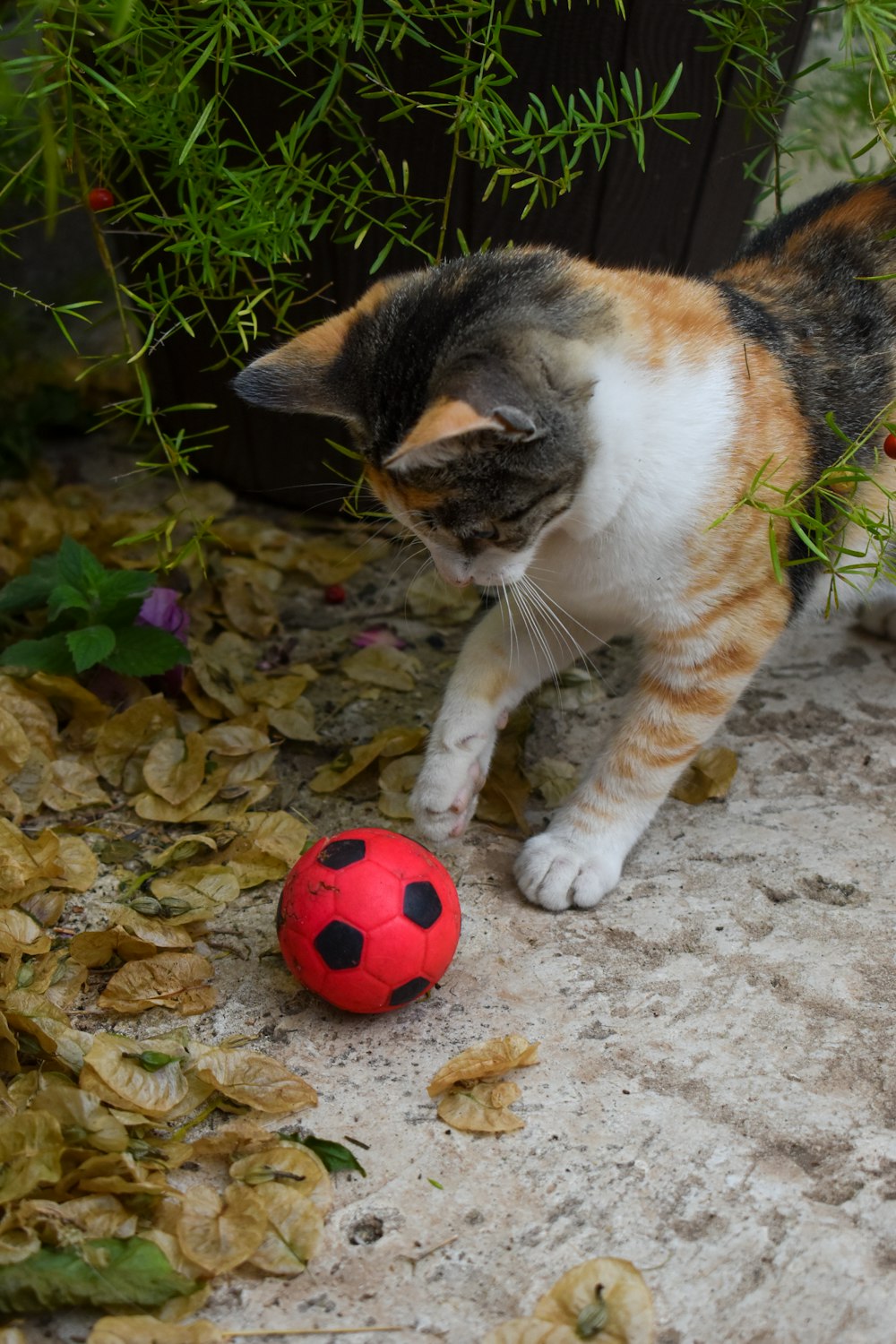 Un gato jugando con una pelota