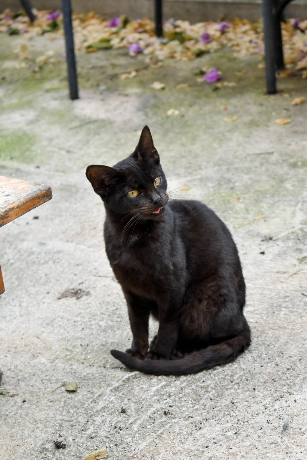 a black cat sitting on a concrete surface