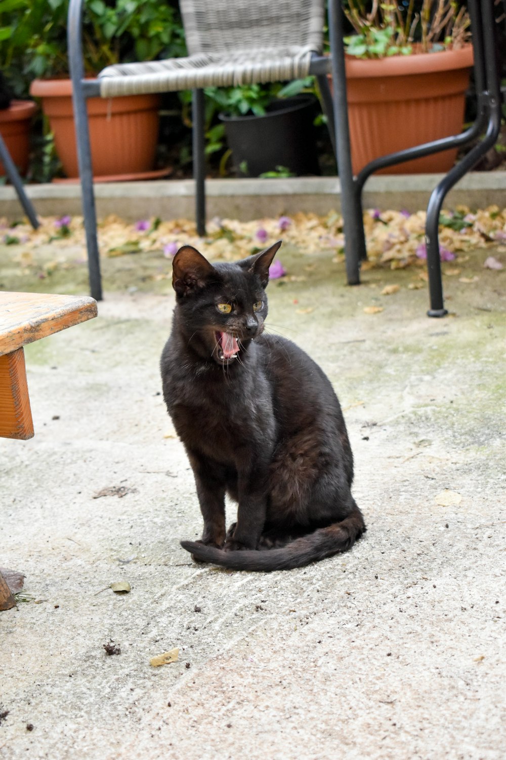 a black cat sitting on pavement