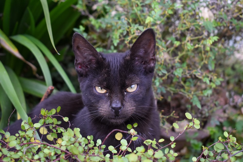 a black cat in the bushes