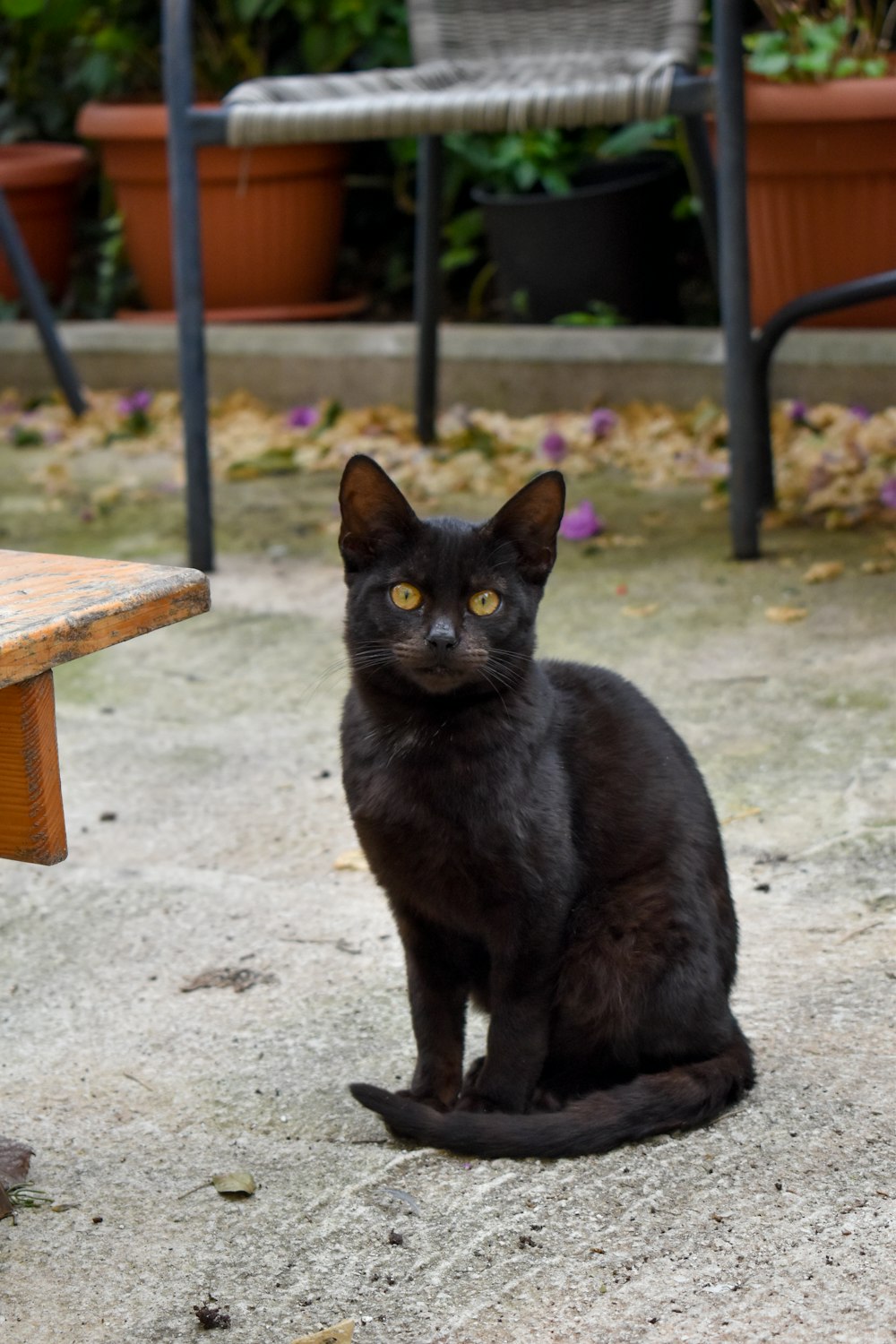 Foto Un gato negro sentado sobre una superficie de hormigón – Imagen Tivat  gratis en Unsplash