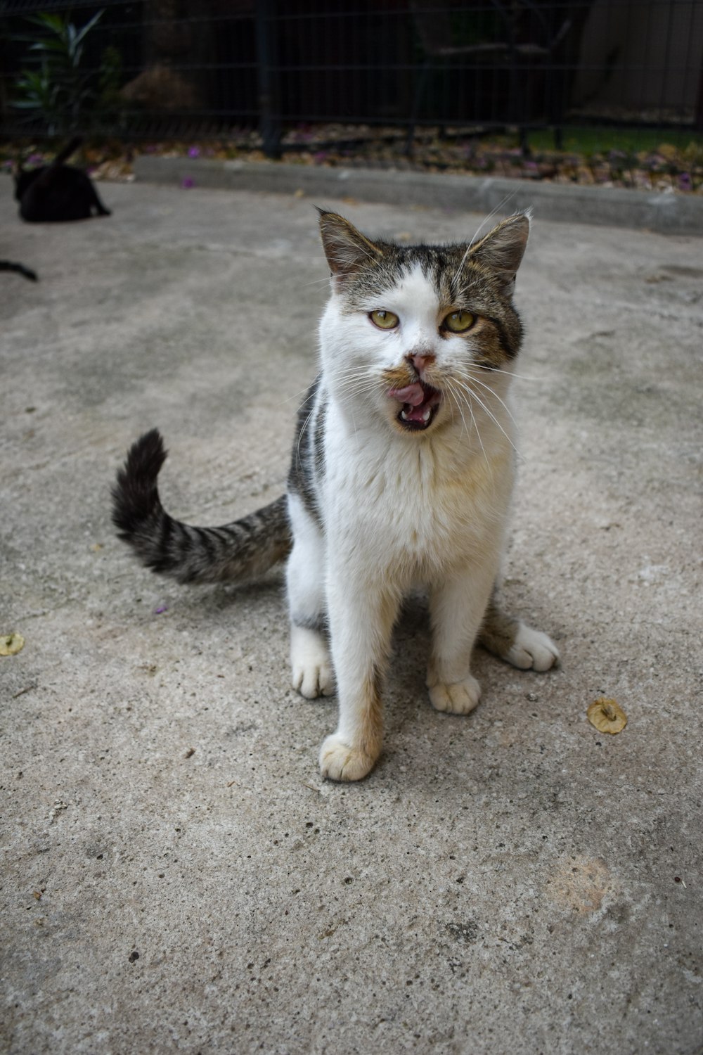 a cat with its mouth open