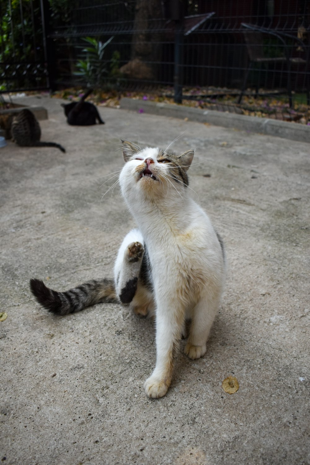 a cat standing on its hind legs