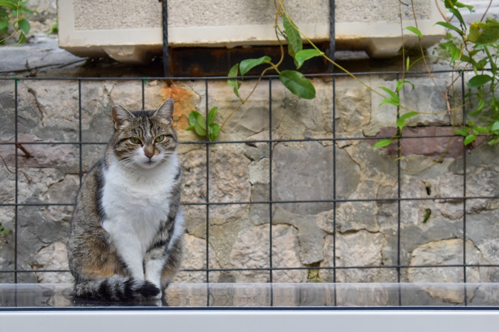 a cat sitting on a ledge