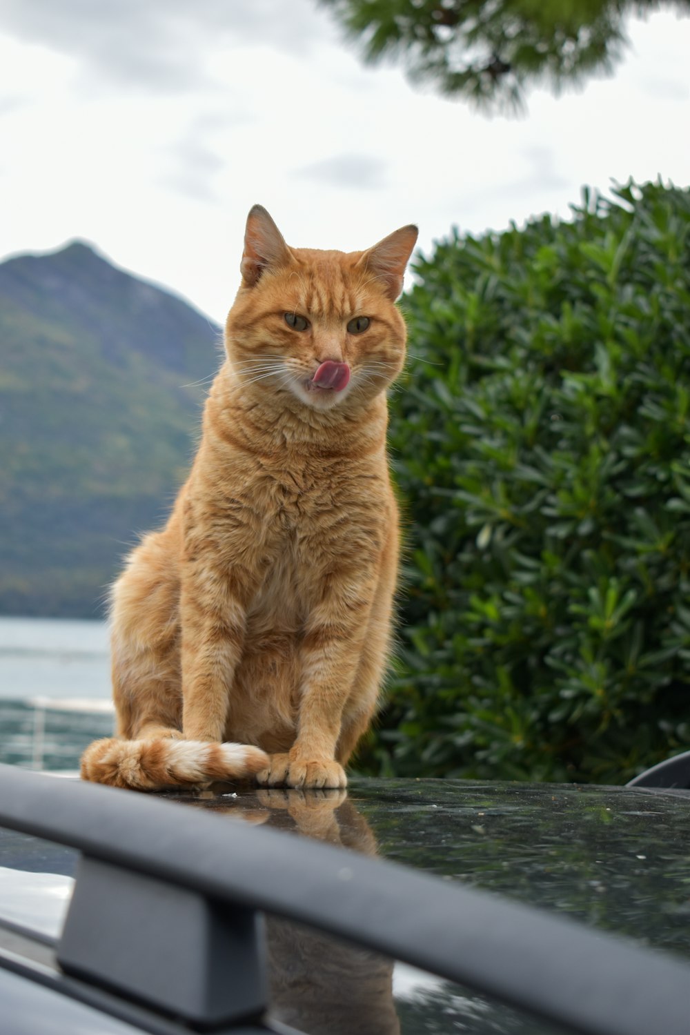 a cat sitting on a railing