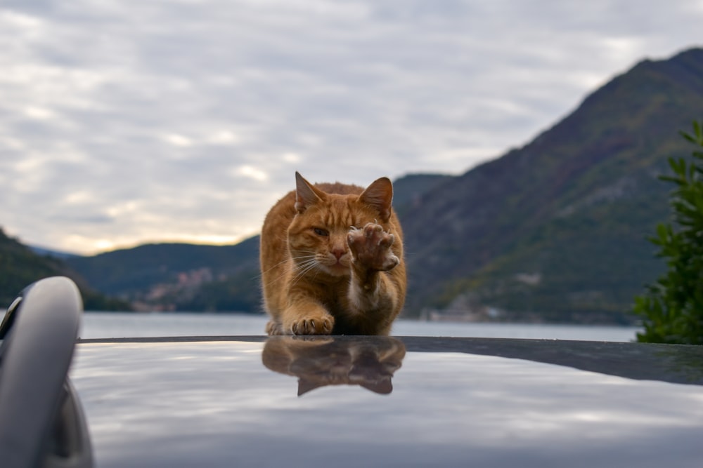 Eine Katze sitzt auf einem Felsvorsprung