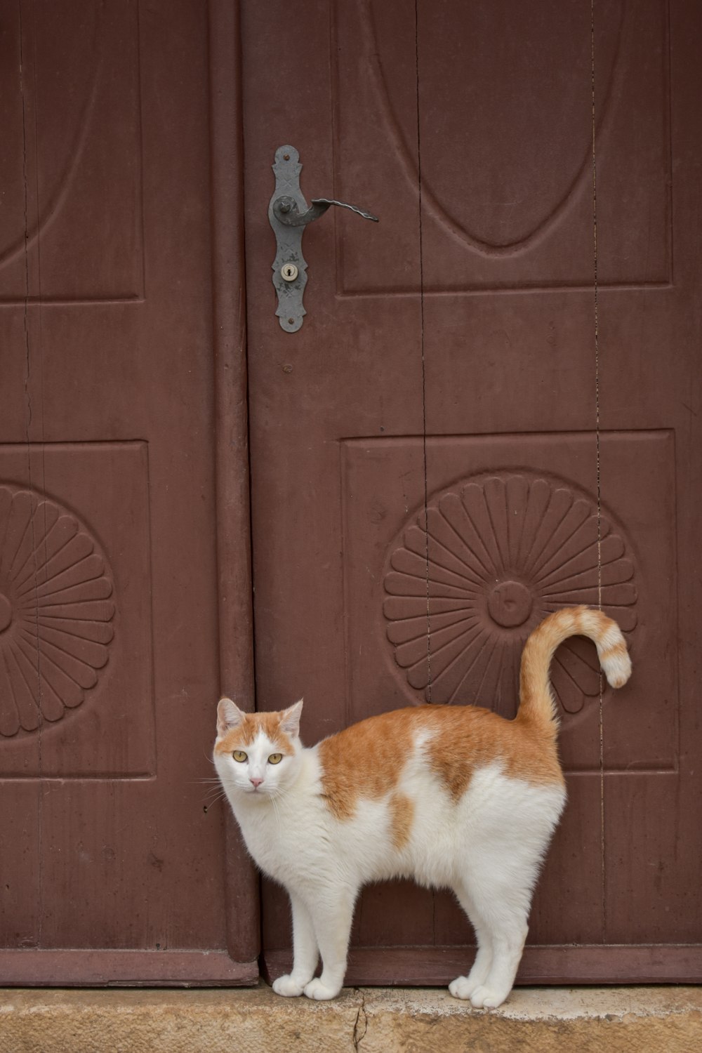 a cat standing in front of a door