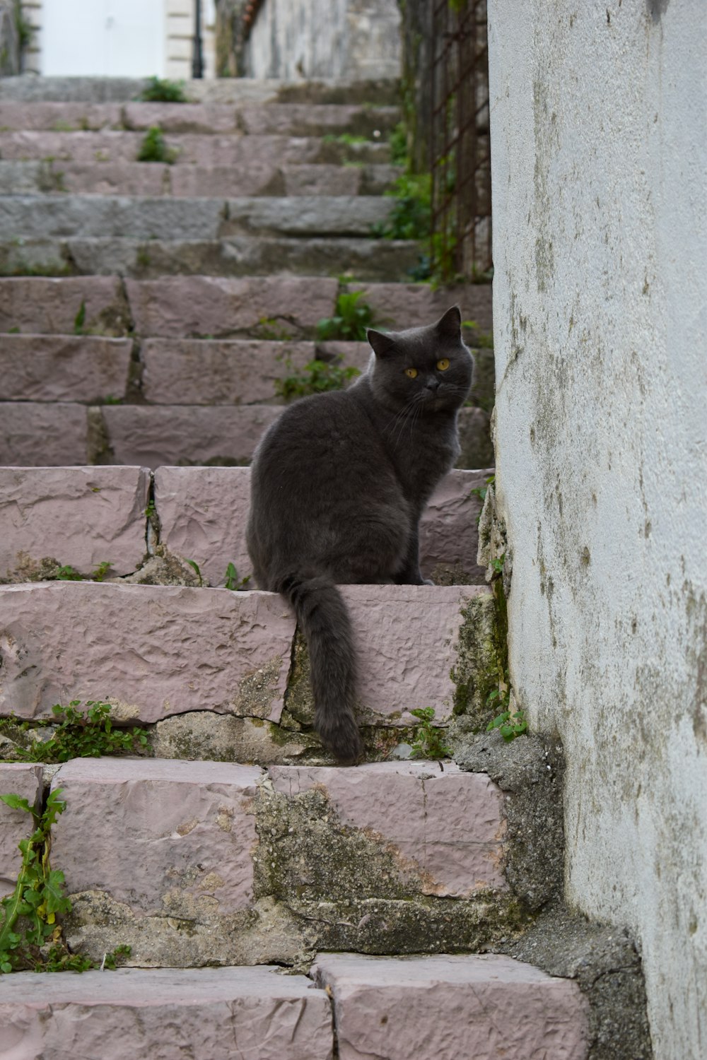 a cat sitting on a stone wall