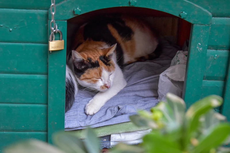 A calico cat asleep in one of Kotor's little green street cat shelters