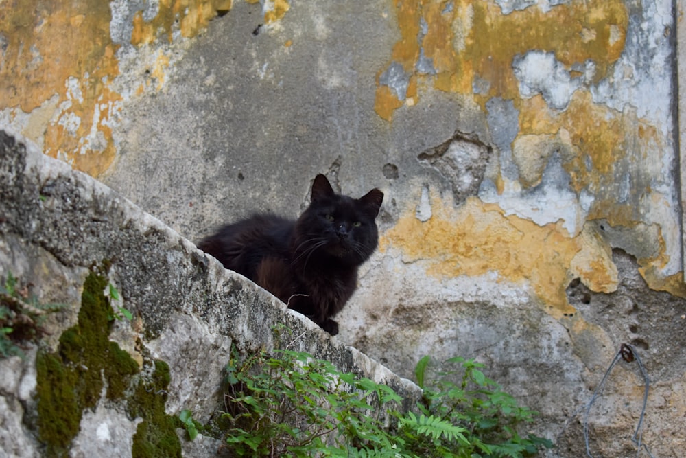 a black cat sitting on a rock